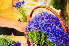 Mixrug cornflower blooms attracting bees and butterflies for pollination.