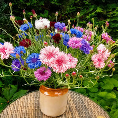 Mixrug cornflowers attract pollinators like bees and butterflies