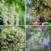 Mixrug climbing jasmine seeds pack ready to plant for fragrance