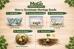MOGO moringa seeds germination setup using paper towel and bag.