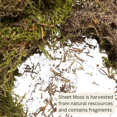 Dish garden moss from Mosser Lee enhances moisture and realism