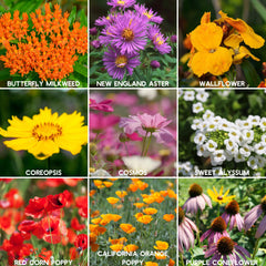 Mountain Valley Seed Company Wallflower seeds add fragrance and color for bees