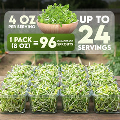 Nature Jims Sprouts organic sunflower seeds in hand ready for kitchen sprouting.