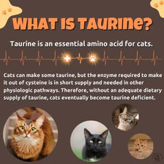 Nature's Vitality Farms Taurine powder being stirred into cat food for easy mixing