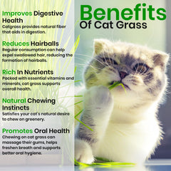 NatureZ Edge catnip seeds kit designed for indoor cat enrichment and play.