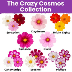 NatureZ Edge Cosmos Varieties Sensations showcases 11 cosmos types.