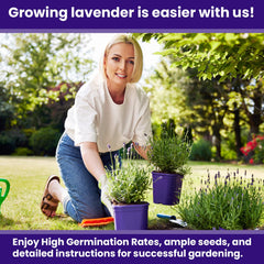 NatureZ Edge lavender plants outdoors-indoors demonstrates versatile growth for pots and borders.
