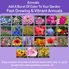 NatureZ Edge wildflower seeds closeup-flowers, showcases vibrant petals and texture.