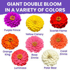 NatureZ Edge zinnia seeds California Giants pack for long-lasting color all season.