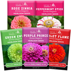 NatureZ Edge zinnia seeds mix-pack for vibrant border color and easy garden accents.