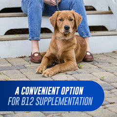 Close-up of Cobalequin B12 tablets beside a treat, supports daily B12 intake.
