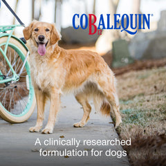 Cobalequin B12 tablets being poured from bottle for simple dosing.
