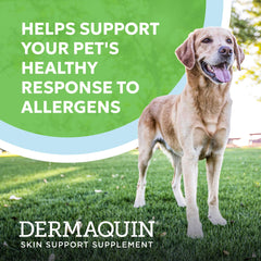 Nutramax Dermaquin soft chews being served as a daily treat for skin health support