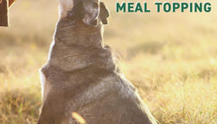 Nutri Bites freeze-dried beef liver treats for cats