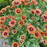 NYGardenia Black-Eyed Susan seeds pack for vibrant autumn color in your garden.