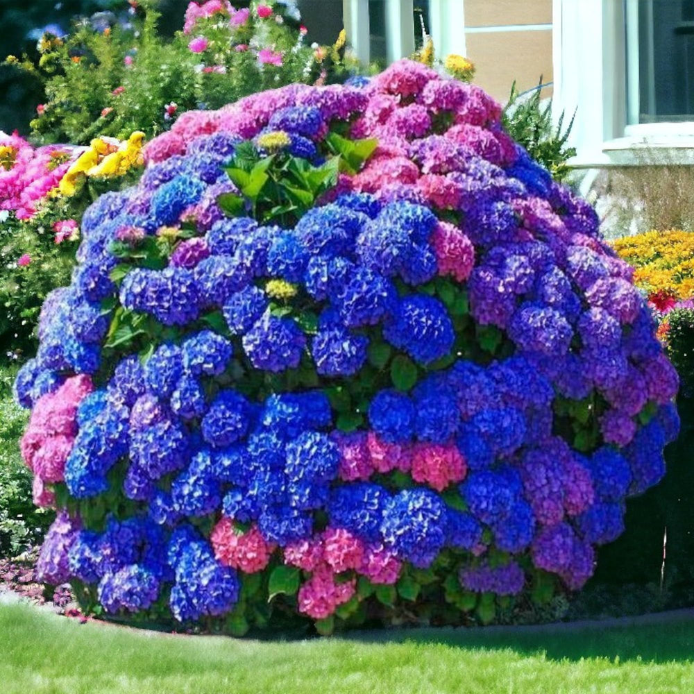 NYGardenia hydrangea seeds show mixed colors for beds and borders
