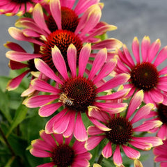 NYGardenia pink coneflower blooms closeup – golden centers attract pollinators in gardens.