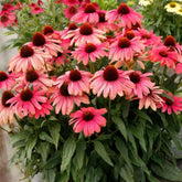 NYGardenia pink coneflower seeds pack – vibrant pink blooms for sunny borders.
