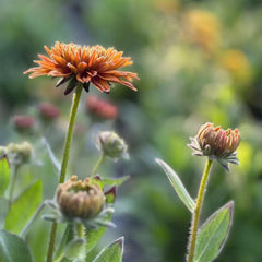 NYGardenia pollinator-friendly garden setup with cheerful Rudbeckia attracting bees.