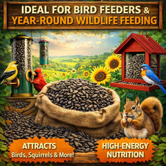 Office Roast sunflower seed grains in close-up highlighting quality for birds.