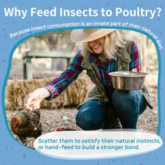 OHNAME larvae aiding eggshell strength in laying hens