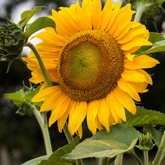 Sunflower garden scene with tall blooms, ideal for sunny, wind protected spots