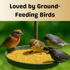Olympus Myco White Proso Millet Seed resealable packaging emphasizes long-lasting freshness.