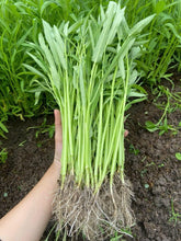 Ong Choy seeds germination close-up for a fresh home harvest.