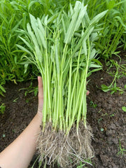 Ong Choy seeds germination close-up for a fresh home harvest.
