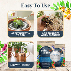 Organic Plant Magic feeding flowers to encourage vibrant color