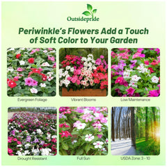 Outsidepride early-bloom periwinkle flowers displaying vibrant colors for beds and borders