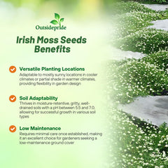 Outsidepride Irish Moss pathway-ready ground cover demonstrating dense spreading