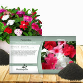 Outsidepride Mix Periwinkle seeds packet ready for sowing in early spring for quick color