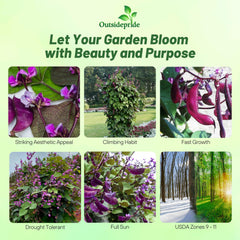 Outsidepride red-lablab hyacinth bean vine on trellis showcasing tall growth.