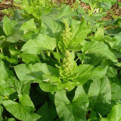 Good King Henry in the garden plot with hardy, edible greens from Palm Beach Medicinal Herbs
