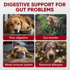 Pawzitive Pets digestive enzymes chews aid digestion and nutrient absorption.