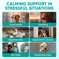 Pawzitive Pets calming chews beside car seat setup for smooth vet visits.