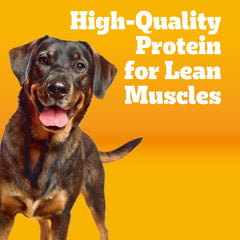 Close-up of Pedigree Healthy Weight kibble highlighting high-quality protein.