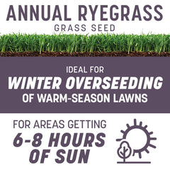 Pennington annual ryegrass overseeding in a southern lawn for green winter color.