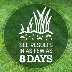 Pennington Kentucky 31 Tall Fescue young growth in early lawn patch.