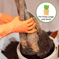 Leaf shine and healthy foliage after using Perfect Plants potting soil mix