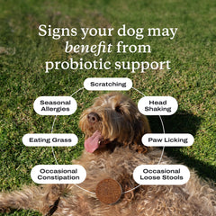 PetLab Co. Probiotics for dogs soft chews close-up highlighting pork flavor for easy feeding