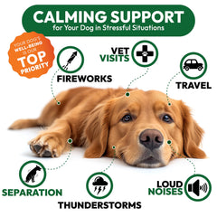 Petsology Hemp Calming Chews tin packaging highlights safe, quality product
