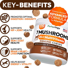 Petsology Lions Mane dog chews promote mental clarity and focus