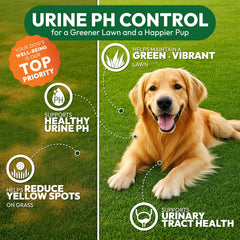Petsology probiotics and enzymes chews shown in a bowl
