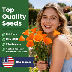 PlantMew orange poppies bloom bright in sunny borders.