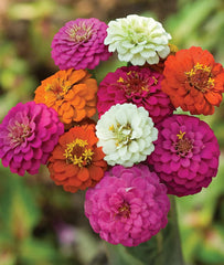 PLANTMEW zinnia seeds germinating quickly for early garden growth.