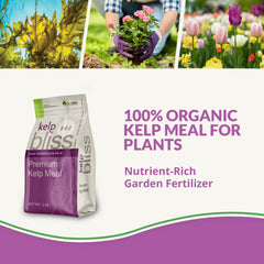 Plantonix Kelp Meal powder texture for balanced minerals that boost nutrient uptake