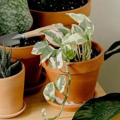 Plants for Pets golden pothos adds warm, easy-going color.