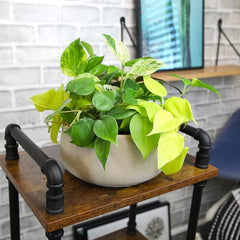Plants for Pets Hawaiian pothos foliage in variegated greens